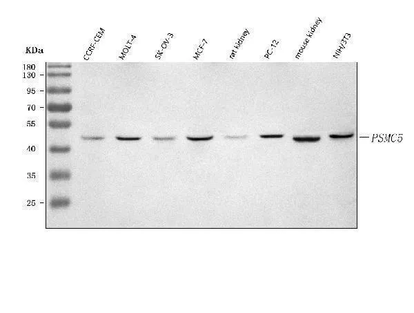 Anti-PSMC5 Antibody Picoband®
