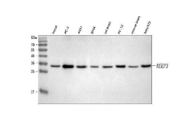 Anti-REEP3 Antibody Picoband®