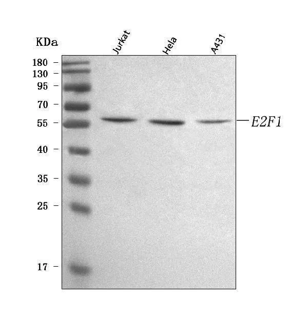 Anti-E2F1 Antibody Picoband®