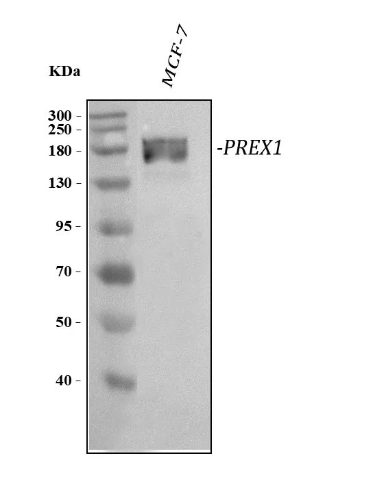 Anti-PREX1 Antibody Picoband®