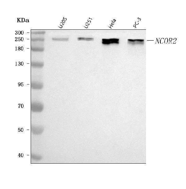 Anti-NCOR2 Antibody Picoband®
