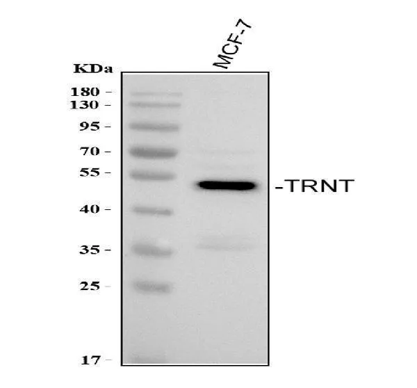Anti-TRNT1 Antibody Picoband®
