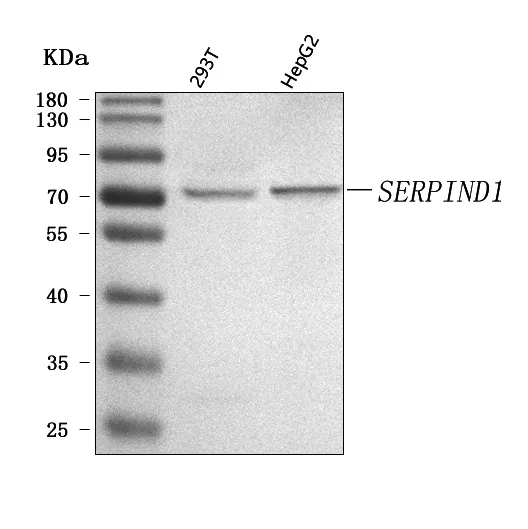 Anti-SERPIND1 Antibody Picoband®