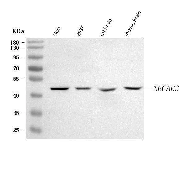 Anti-NECAB3 Antibody Picoband®