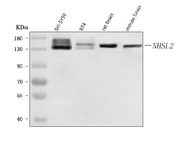 Anti-NHSL2 Antibody Picoband®