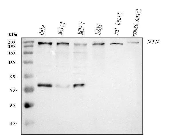 Anti-Ninein/NIN Antibody Picoband®