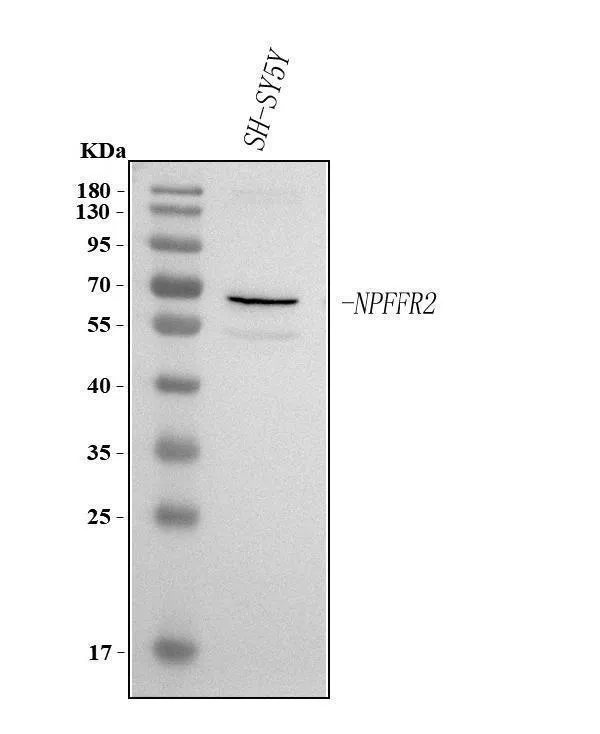 Anti-NPFFR2 Antibody Picoband®