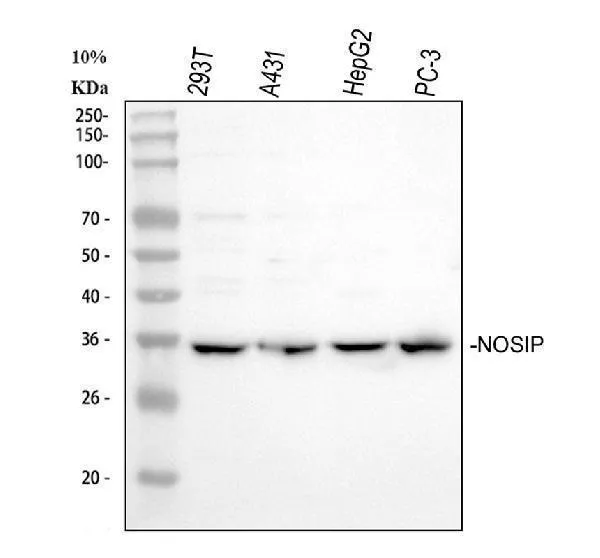 Anti-NOSIP Antibody Picoband®