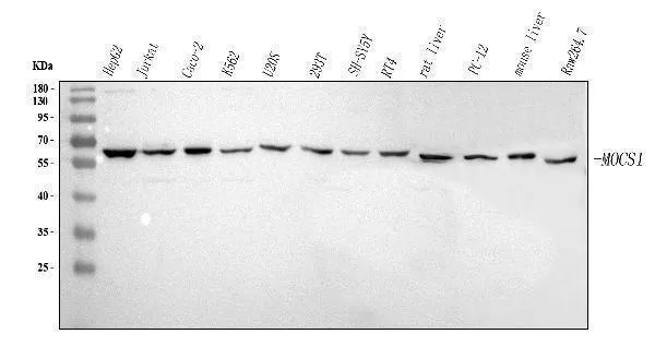 Anti-MOCS1 Antibody Picoband®