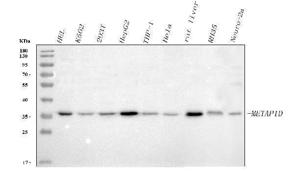 Anti-METAP1D Antibody Picoband®