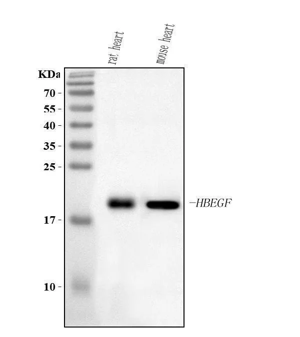 Anti-Hbegf Antibody Picoband®