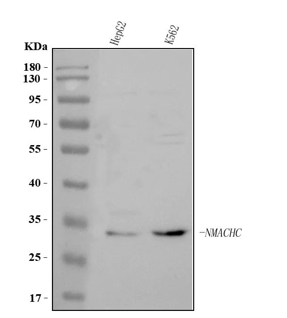 Anti-MMACHC Antibody Picoband®