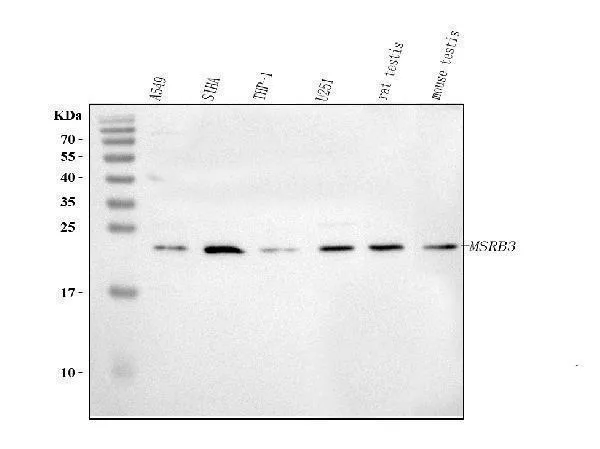 Anti-MSRB3 Antibody Picoband®