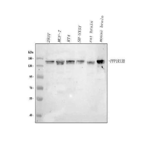 Anti-PPP1R13B Antilichaam Picoband®