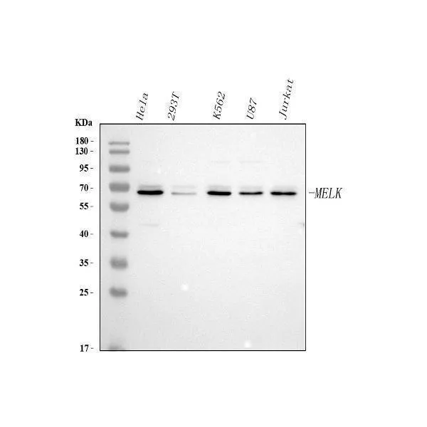 Anti-MELK Antibody Picoband®