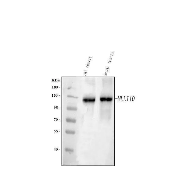 Anti-MLLT10 Antibody Picoband®