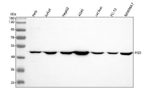 Anti-PGD Antibody Picoband®