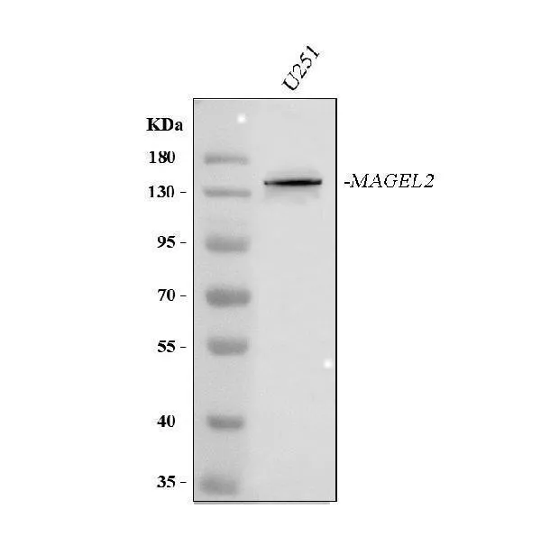 Anti-MAGEL2 Antibody Picoband®