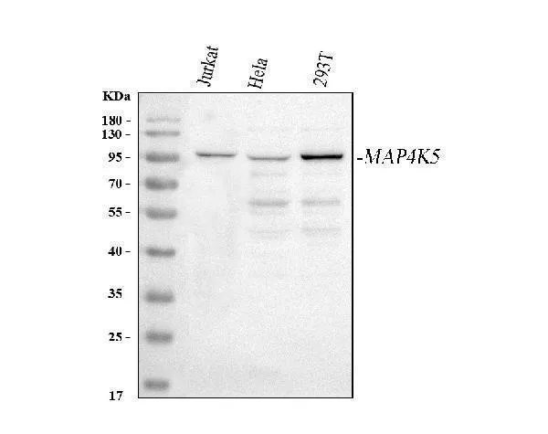 Anti-MAP4K5 Antibody Picoband®