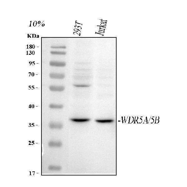 Anti-WDR5 Antibody Picoband®