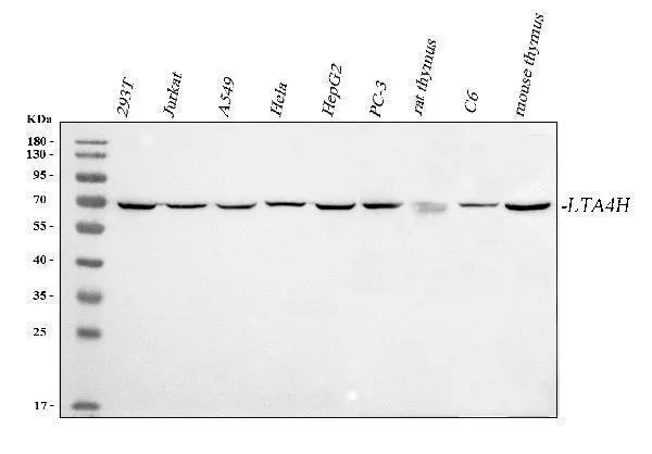 Anti-LTA4H Antibody Picoband®