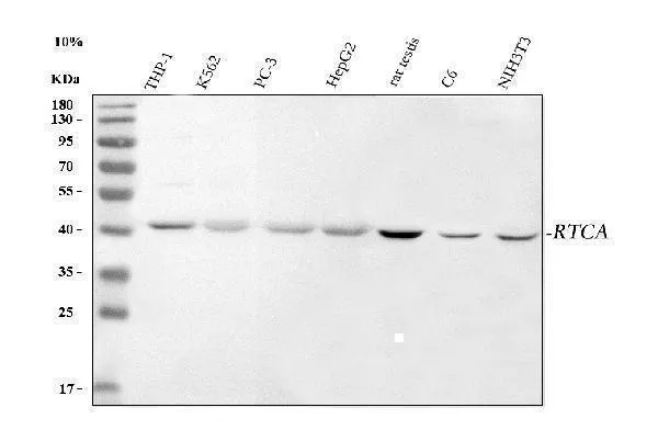 Anti-RTCA Antibody Picoband®