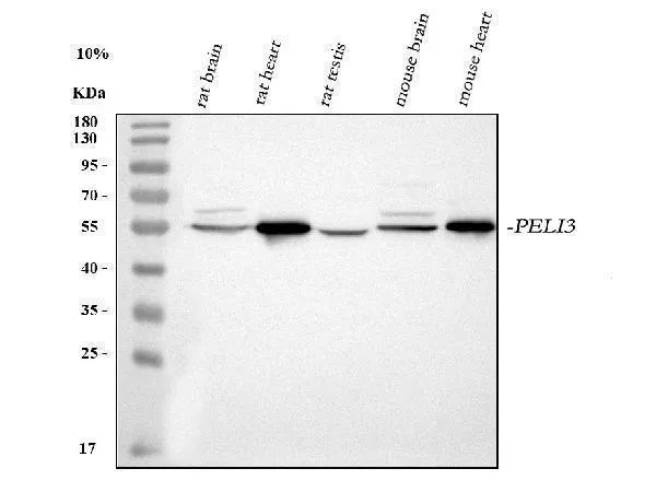 Anti-PELI3 Antibody Picoband®