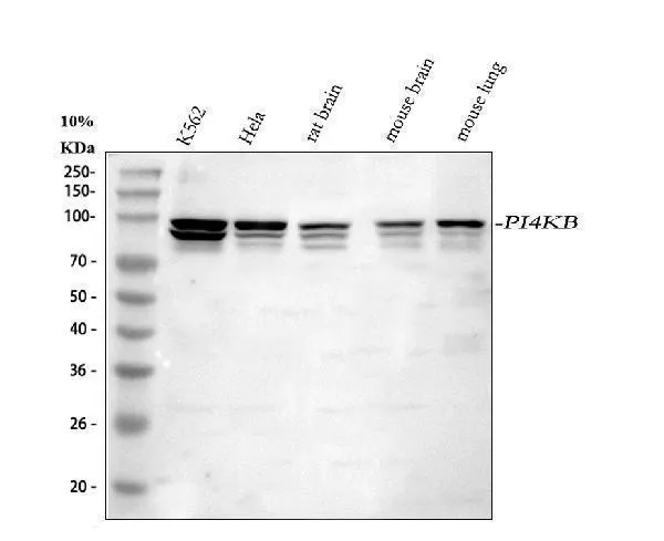 Anti-PI4KB Antibody Picoband®