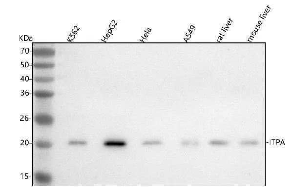 Anti-ITPA Antibody Picoband®