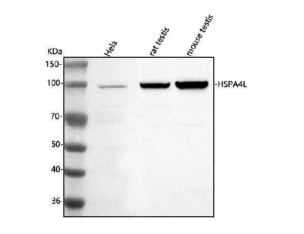Anti-HSPA4L Antibody Picoband®