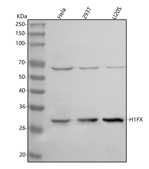 Anti-H1-10 Antibody Picoband®