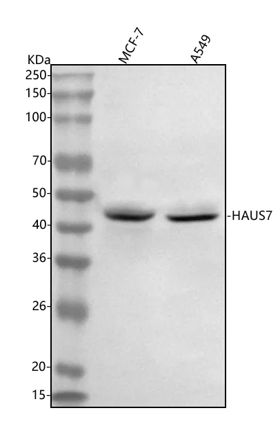 Anti-UCHL5IP/HAUS7 Antibody Picoband®