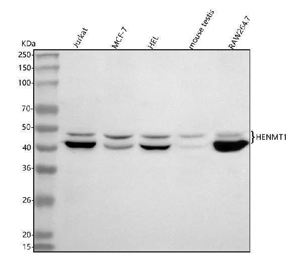 Anti-HENMT1 Antibody Picoband®