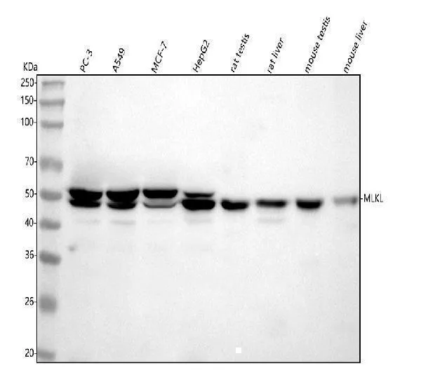Anti-MLKL Antibody Picoband®