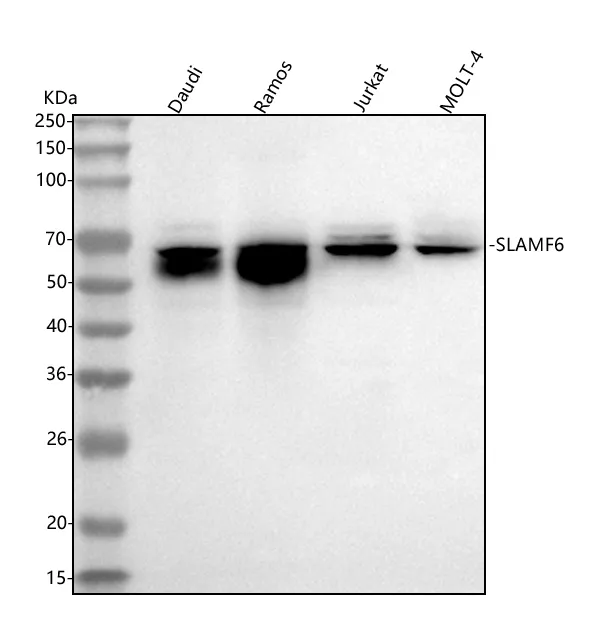 Anti-SLAMF6 Antibody Picoband®