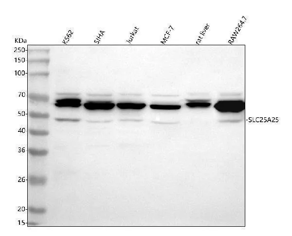 Anti-SLC25A25 Antibody Picoband®