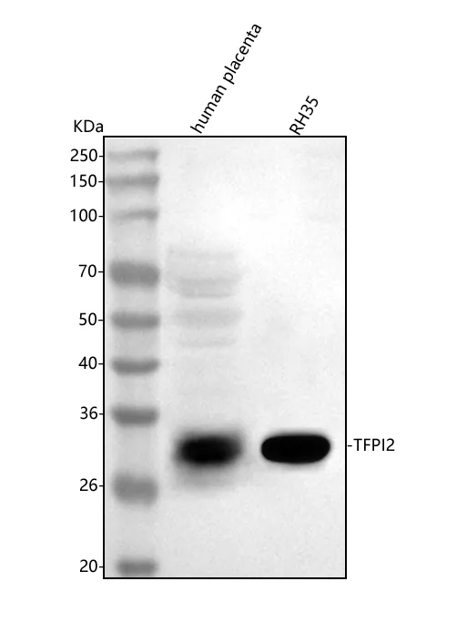 Anti-TFPI2 Antibody Picoband®