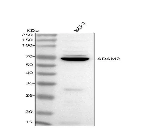 Anti-ADAM2 Antibody Picoband®
