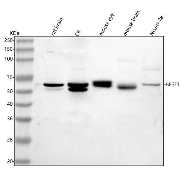 Anti-Bestrophin-1/Best1 Antibody Picoband®