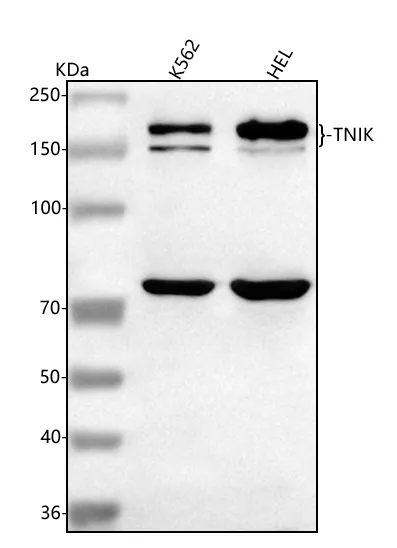 Anti-TNIK Antibody Picoband®