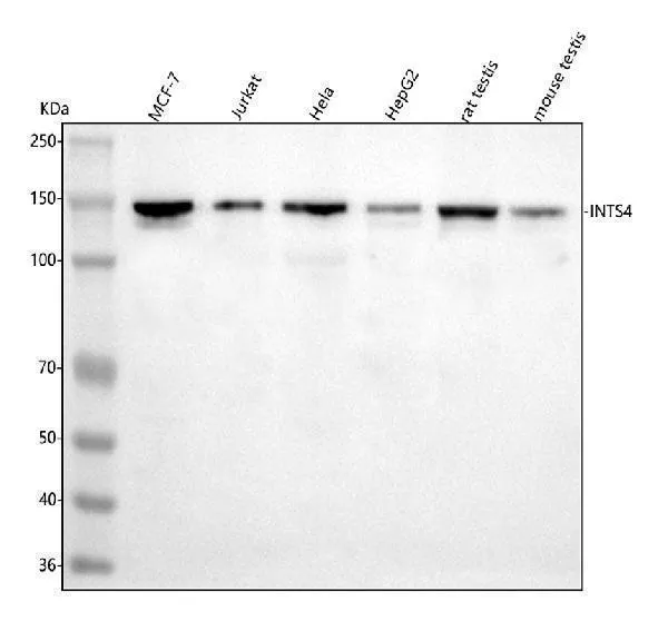 Anti-INTS4 Antibody Picoband®