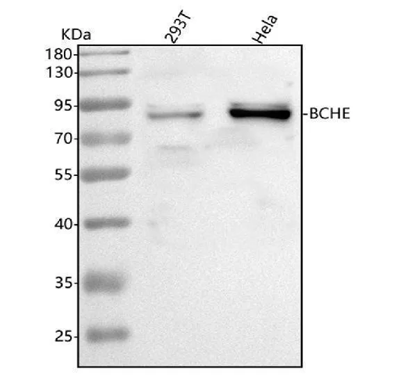 Anti-BCHE Antibody Picoband®