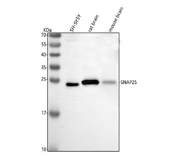 Anti-SNAP25 Antibody Picoband®