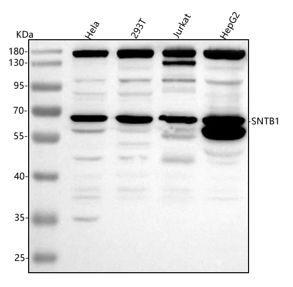 Anti-SNTB1 Antibody Picoband®