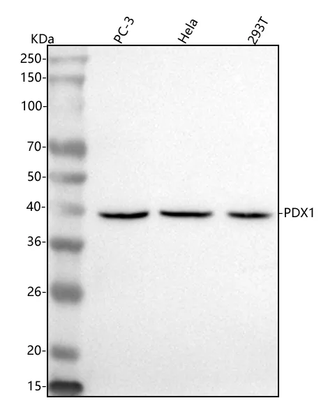 Anti-PDX1 Antibody Picoband®