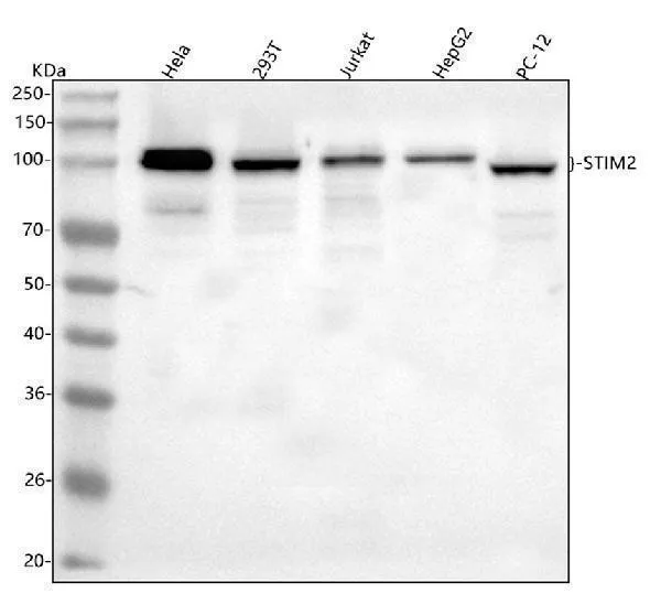 Anti-STIM2 Antibody Picoband®