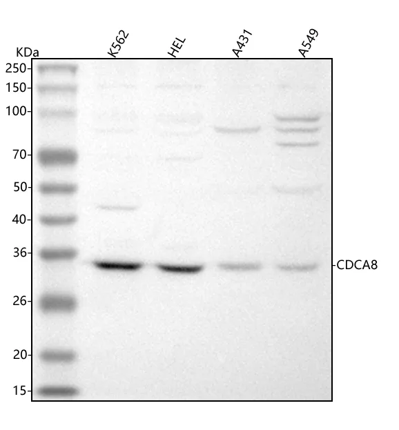 Anti-CDCA8 Antibody Picoband®