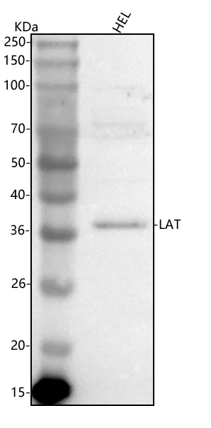 Anti-LAT Antibody Picoband®