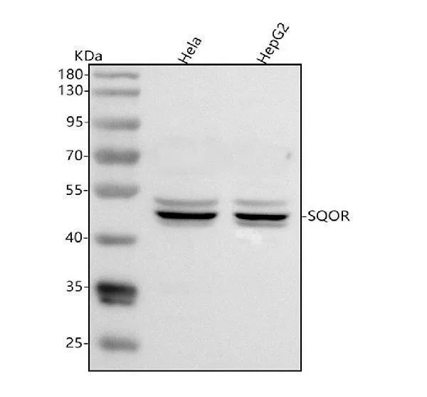 Anti-SQRDL/SQOR Antibody Picoband®