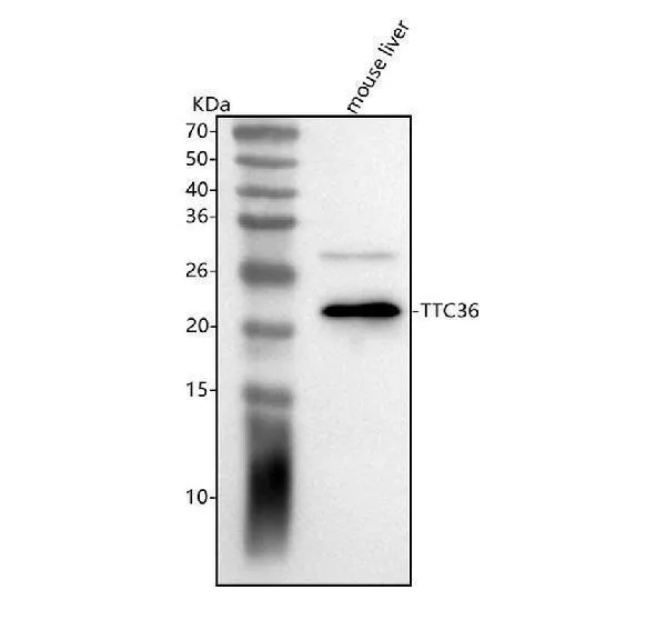 Anti-TTC36 Antibody Picoband®